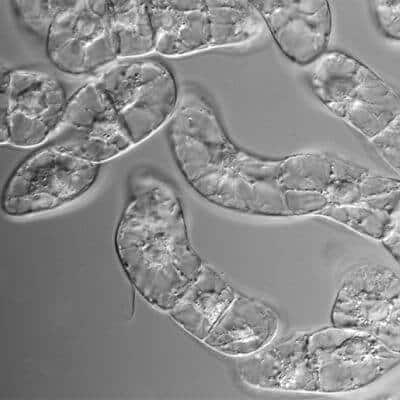 感染症 同定 システム キアゲン 敗血症 三井化学 富山大学 ネイチャー nature 北見情報技術 システムハウス システム開発 ソフト開発 アプリ開発 マイクロソフト クラウド サービス プロバイダー CSP ホームページ 制作 作成 HP SEO Yahoo 広告 正規代理店 全国対応 Google Twitter Facebook Instagram IT ベンダー IT導入補助金 IT導入支援事業者 IT顧問 北見 北海道 オホーツク 端野町 留辺蘂町 常呂町 日本 全国 海外 ＲＰＡ ロボテックス 自動化 azure office365 onedrive